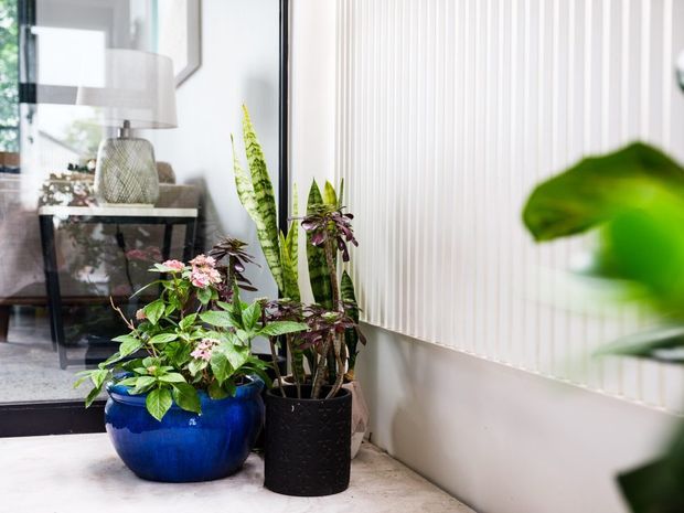 Bright contemporary interior corner with several indoor plants in decorative pots positioned beside a large window with white vertical blinds. A reflective glass surface reveals a console table, lamp, and part of the surrounding room. The palette is predominantly white and light grey with a vivid blue planter and lush green foliage.