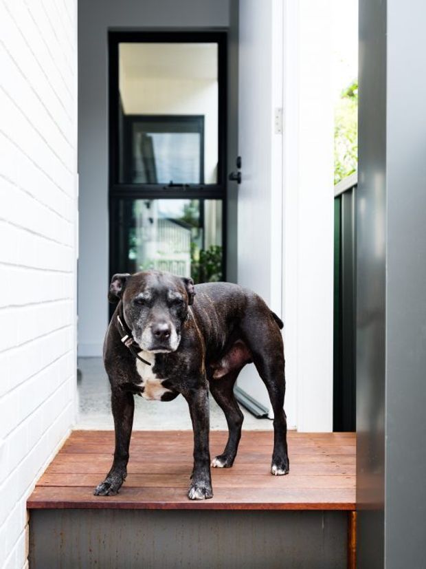 A black-and-white dog stands on a raised timber landing at the entrance of a contemporary home. The narrow entry features white horizontal wall cladding, a dark-framed glazed door, pale walls, and a dark metal railing, with greenery visible beyond.