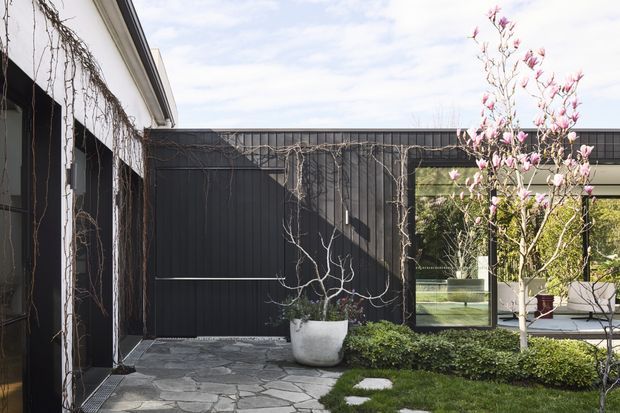 A landscaped residential courtyard viewed from outdoors, enclosed by a dark vertically clad wall and a white rendered building wing. The courtyard has irregular natural stone paving, clipped low hedging, lawn, large planters, climbing deciduous vines, and a flowering magnolia tree. Large glazed openings reflect or reveal adjacent interior spaces, while a simple modern roofline and dark fencing create a restrained contemporary composition.