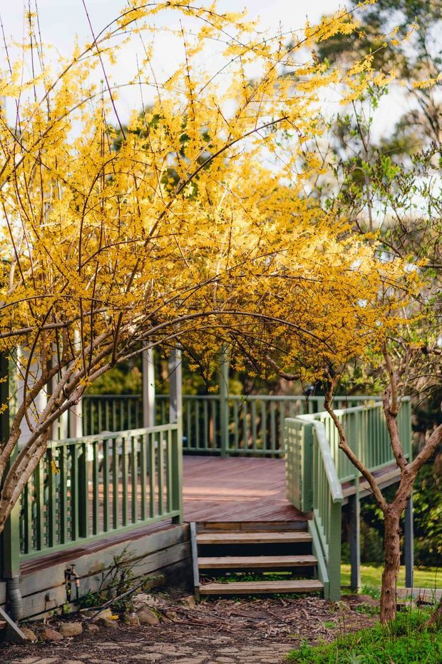 A landscaped outdoor garden walkway with a raised timber footbridge and short steps, enclosed by pale green painted railings. The bridge passes beneath arching trees with abundant golden-yellow foliage, creating a leafy, seasonal garden setting.