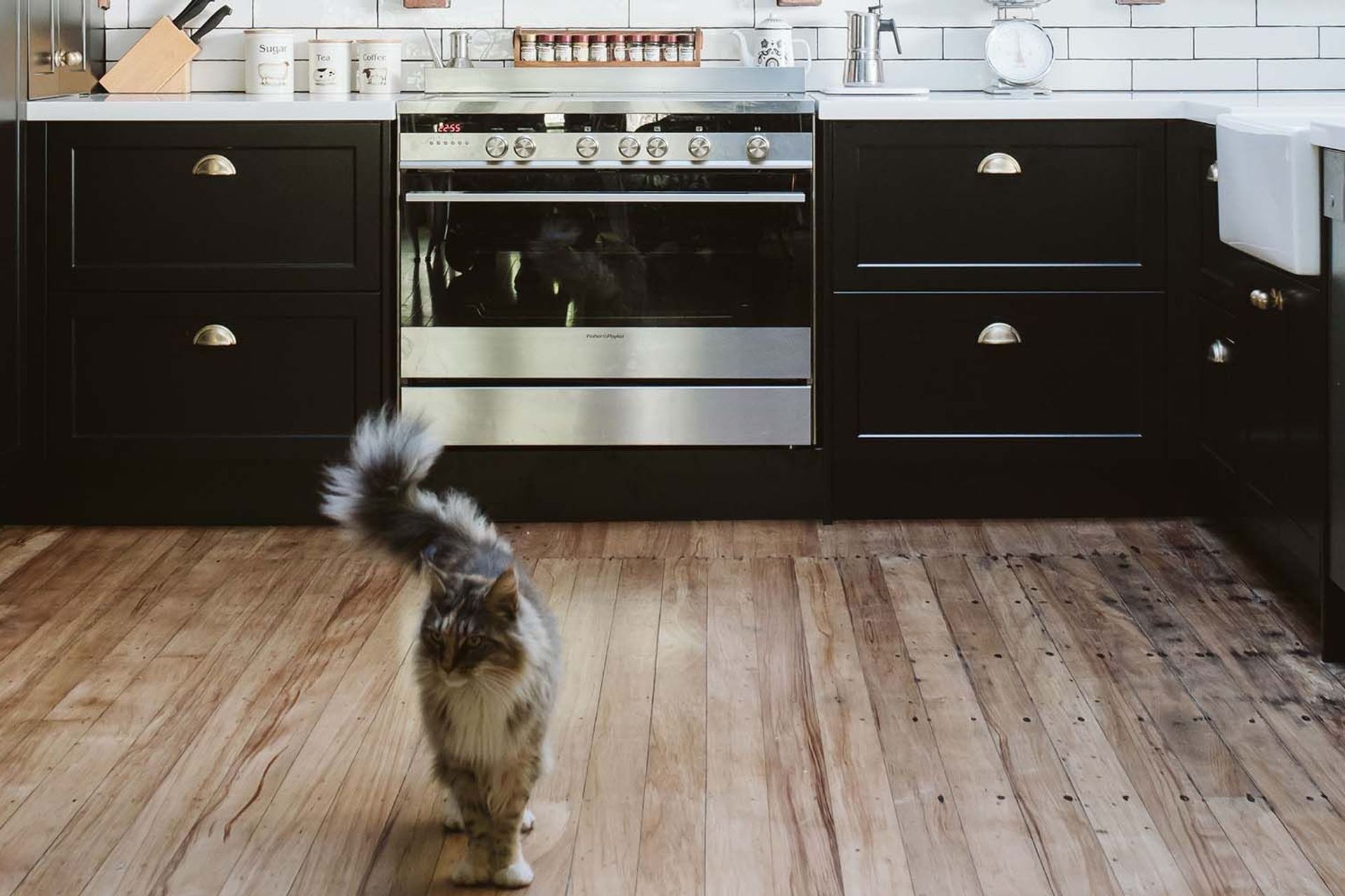 Black Beauty In Ronda Profile