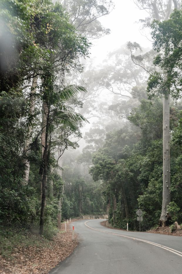A misty, tree-lined road winding through dense native forest. Tall eucalyptus-like trees and lush vegetation frame the gently curving asphalt roadway, with roadside guideposts and traffic signs visible in the foreground. The image has a quiet, atmospheric natural setting with no building or interior space shown.