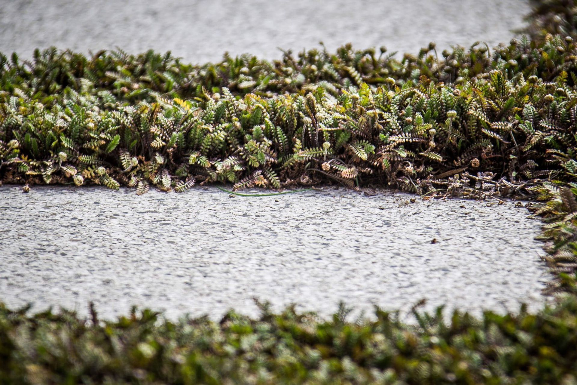 Inner City Sanctuary