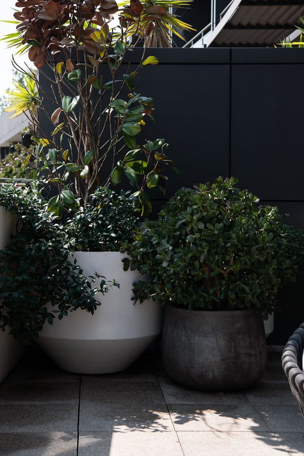 A landscaped outdoor terrace or courtyard corner with lush potted shrubs and trees in large white and weathered grey planters. The plants sit against a dark charcoal wall beneath a partially visible roof structure, with tiled paving and strong sunlight creating shadows. A small portion of outdoor seating is visible at the right edge.