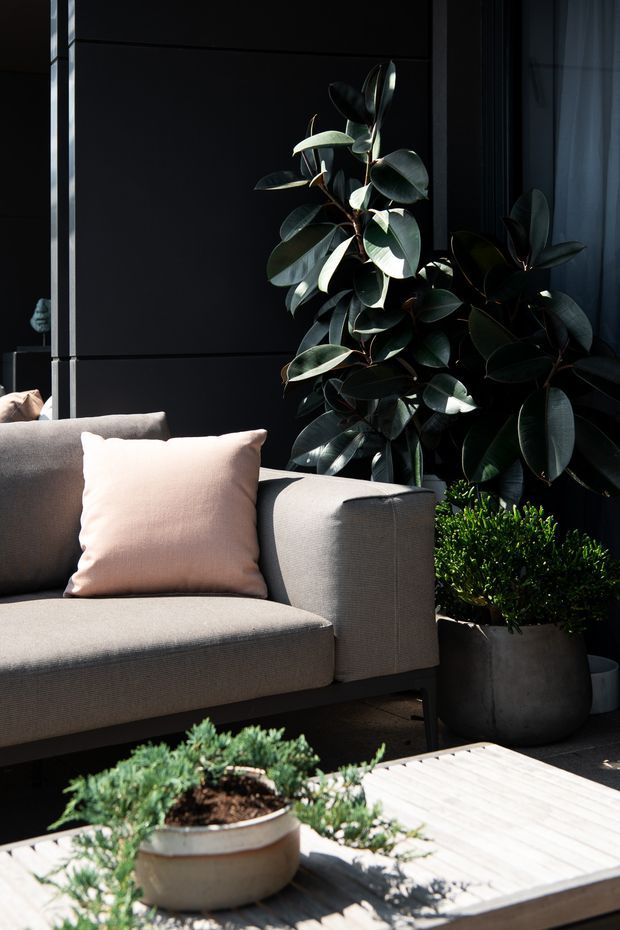 A moody, contemporary outdoor lounge area featuring a light grey upholstered sofa with a soft blush cushion, dark charcoal wall panelling, lush potted rubber plants and shrubs, and a low timber coffee table with a shallow planter. Strong sunlight creates dramatic contrast across the furniture and planting.
