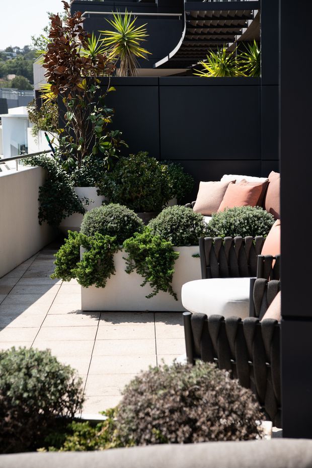 A sunny landscaped rooftop or elevated terrace with pale tiled paving, large white planter boxes, clipped shrubs, trailing greenery, and sculptural spiky plants. A dark charcoal privacy wall and overhead pergola frame an outdoor seating area with pale upholstered chairs and peach cushions. The setting appears contemporary and private, with distant urban greenery visible beyond the terrace.