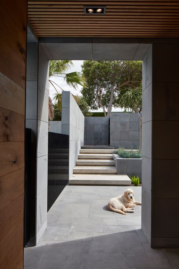 A view from inside a contemporary home through a broad framed opening into a landscaped courtyard. The passage has warm timber wall and slatted ceiling finishes with recessed lighting, while the courtyard features pale large-format paving, concrete or stone-clad walls, dark vertical screening, integrated planter boxes, and a short flight of steps. Tropical planting and a resting dog are visible outdoors.