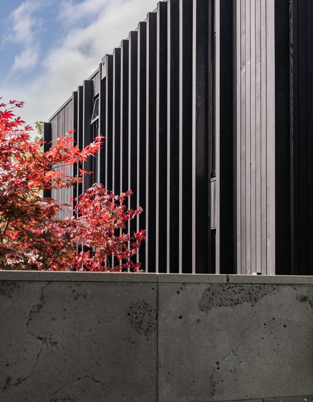 Maple leaves contrast against the dark cedar.