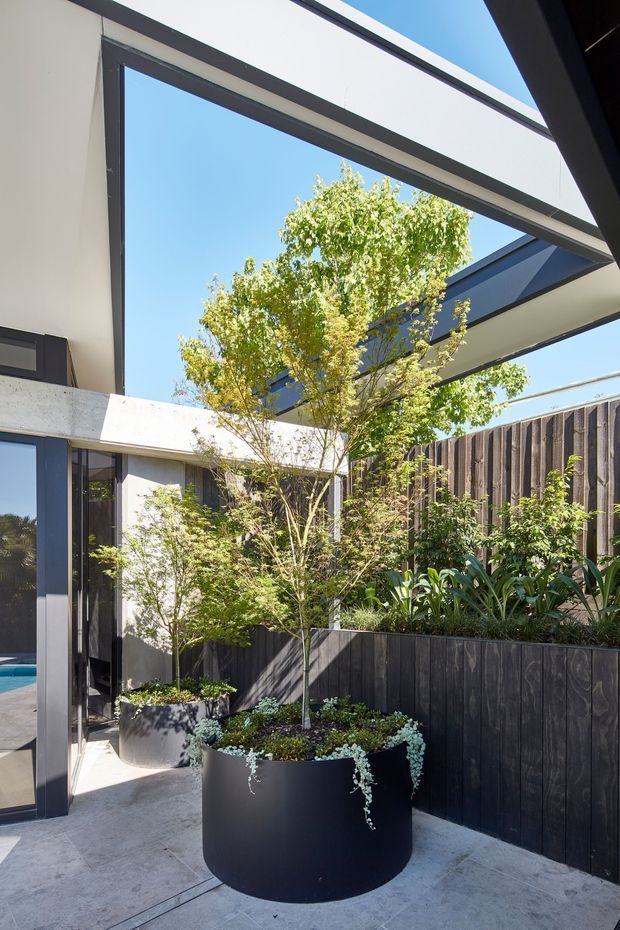 A bright contemporary courtyard framed by white and dark structural elements, with large glazed openings, a striking overhead opening to the blue sky, and layered architectural landscaping. A mature tree and lush planting sit in raised dark timber planters and a large black cylindrical planter. Pale concrete paving, dark window frames, and timber privacy fencing create a crisp modern indoor-outdoor setting.