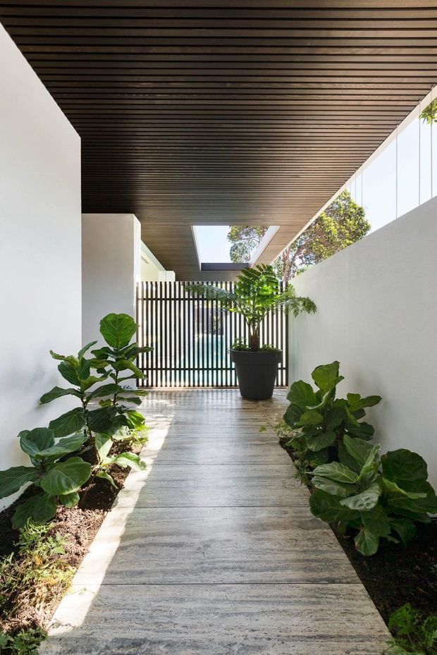 A bright, covered outdoor passageway or entry court with white rendered walls, a linear dark timber slat ceiling, and a pale stone or concrete-paved walkway. Lush tropical planting lines both sides, leading toward a black vertical-slat gate. A rectangular skylight opening and open side glazing bring in natural light, creating a calm, contemporary garden approach.