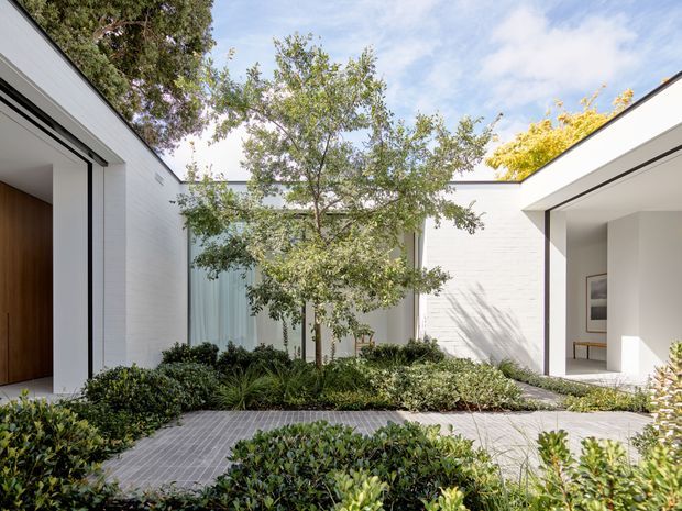 A bright contemporary courtyard framed by white rendered or masonry pavilion-like walls, with recessed openings and a timber entry door. The landscaped central garden contains a mature tree, layered low planting, and grey grid-pattern paving. The composition is minimalist and private, with strong indoor-outdoor connections and clean horizontal rooflines.