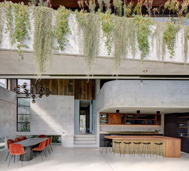 A dramatic open-plan kitchen and dining area in a contemporary concrete home. The space features a large timber kitchen island with integrated seating, dark cabinetry, a curved plastered feature wall, polished concrete surfaces, full-height glazing, and a sculptural pendant light. A planted roof terrace with trailing succulents is visible above the living space.