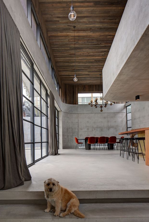 A dramatic double-height dining and entertaining space with polished concrete floors and walls, a richly timber-lined ceiling and upper wall, expansive black-framed industrial-style glazing with full-height curtains, and a sculptural contemporary chandelier. A long timber bar or counter with stools occupies the right side, while a dining table with deep red upholstered chairs sits at the rear. Concrete steps lead into the room, and a dog is visible in the foreground.