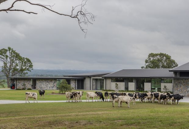 A low, contemporary rural property viewed across a broad lawn, with several dark metal pitched roofs, extensive glazing, and stone-clad walls. A large herd of cows occupies the foreground and surrounds the building, with mature trees, cloudy skies, and distant hills forming the background.