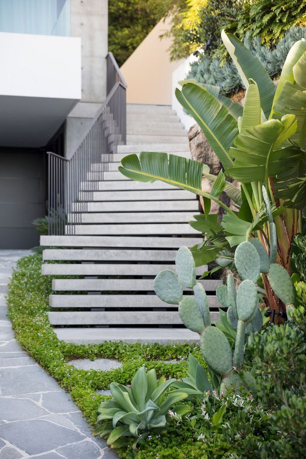 A contemporary landscaped residential entry with broad concrete steps leading upward beside a dark vertical metal balustrade. The stairway is integrated into lush planting, including large tropical leaves, succulents and cacti, with pale stone paving and crisp white and grey architectural surfaces.