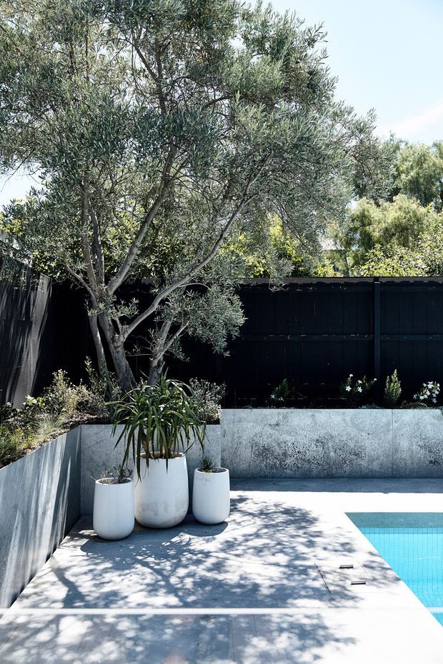 A bright landscaped poolside courtyard with a mature olive tree, planted borders, white cylindrical planters, dark vertical fencing, concrete retaining walls, and pale paved decking. The corner of a turquoise swimming pool is visible at the lower right, with strong dappled sunlight and tree shadows across the paving.