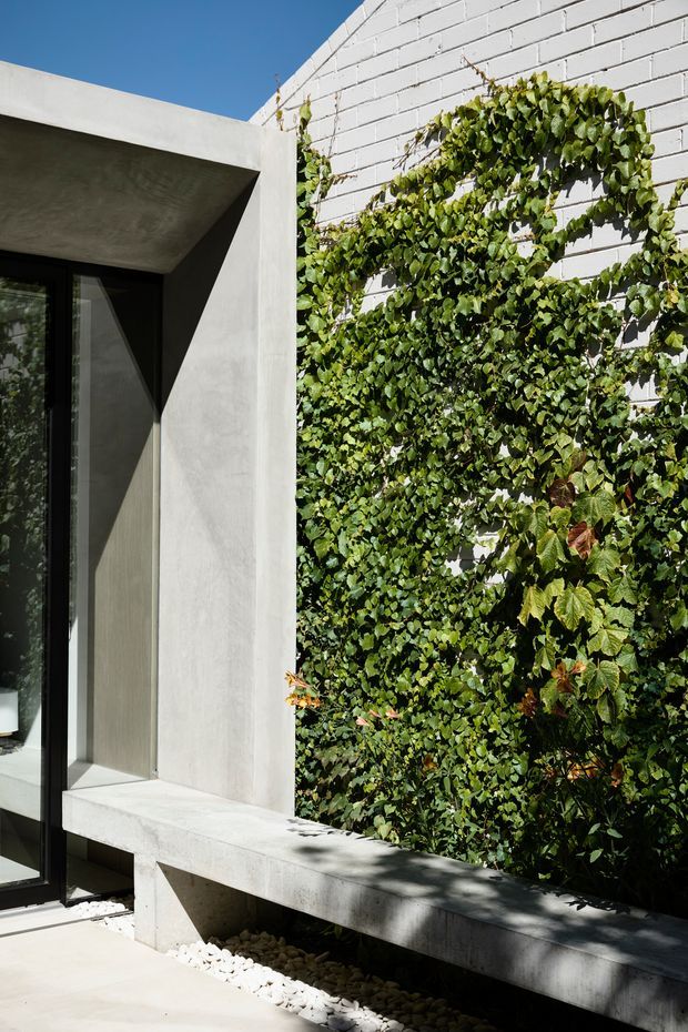 A sunlit contemporary exterior courtyard detail featuring a smooth pale concrete architectural frame around dark glazed doors, a white-painted brick wall covered with dense climbing greenery, and a built-in concrete bench over a bed of white decorative stones. Strong geometric shadows and a clear blue sky create a crisp, minimalist atmosphere.