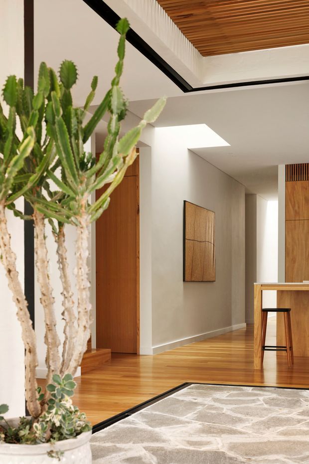 A refined residential interior centered on a bright open-plan entry and kitchen area. Warm timber flooring, doors, cabinetry, and a slatted timber ceiling contrast with smooth pale walls and black linear ceiling trims. A large sculptural cactus in a planter occupies the foreground, while a hallway, timber door, framed wall artwork, kitchen island, and bar stool are visible beyond. A skylight or roof opening brings daylight into the space, and a large pale textured rug anchors the foreground.