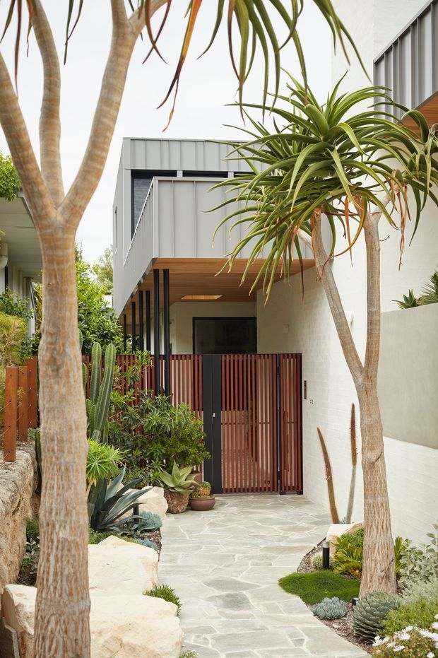 A landscaped entry courtyard leading to a contemporary residence. Irregular pale stone paving runs between sculptural rock edging and abundant drought-tolerant planting, including tall dracaena-like trees, succulents and cacti. The house features white rendered masonry walls, vertically ribbed grey metal cladding, warm timber soffits, dark-framed glazing and a vertical red-brown timber slat entry gate and fence. The composition is a bright, refined modern exterior with strong indoor-outdoor landscaping.