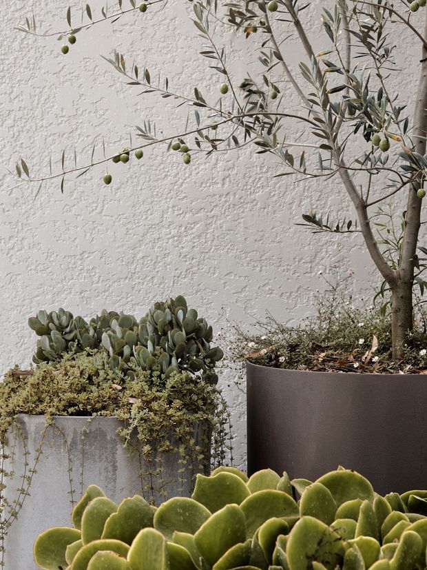 Close-up view of a landscaped courtyard or outdoor garden area featuring an olive tree and assorted succulents in large planters against a textured white rendered wall. The composition is natural and muted, with layered greenery, trailing plants, and sculptural pots.