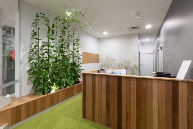 A contemporary commercial reception area with a substantial dark timber reception desk and matching built-in planter seating. The space features a bright green carpet, white acoustic-style ceiling, pale walls, recessed lighting, indoor climbing plants, and a small display or transaction counter behind the desk. Glazed partitions and a hallway or service area are visible in the background.