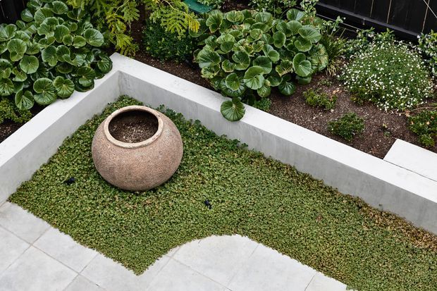 A landscaped courtyard garden viewed from above, featuring a low white rendered concrete planter wall enclosing dense green groundcover and a large rounded terracotta planter. Surrounding planting beds contain broad-leaf foliage, ferns, and small white flowers, with pale tiled paving in the foreground and dark fencing behind.