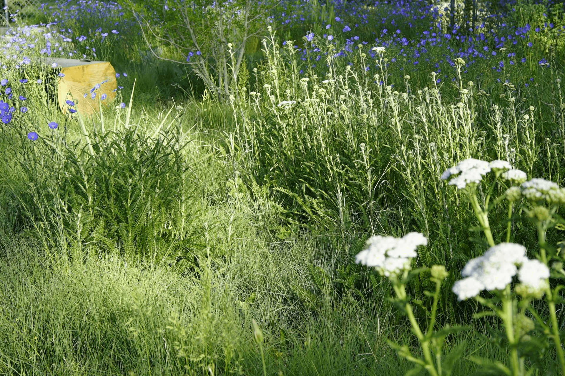 imgi180StudioCampo-Juniper-Spring2024-15.png