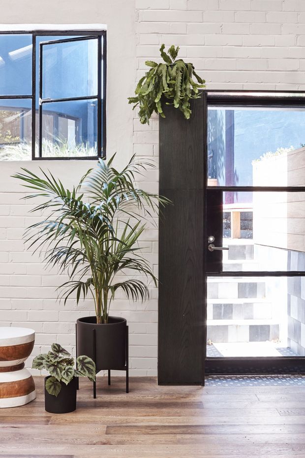 Bright contemporary interior featuring a white-painted brick wall, black-framed windows and glazed door, dark timber-toned vertical joinery, and warm timber flooring. Several large indoor plants in black planters add an organic touch, while sculptural low stools are partially visible at the left edge. The space is airy and minimalist with strong natural light and high contrast between white masonry and dark frames.