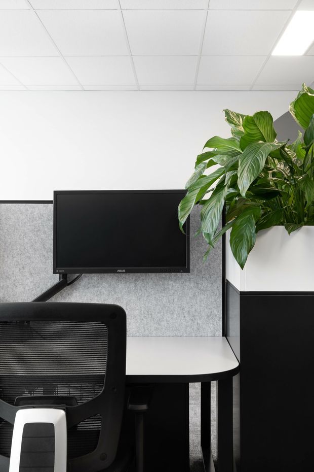 A compact modern office workstation with a black monitor mounted against a grey acoustic-panel partition. The desk has a white surface with black edging and legs, paired with a black mesh ergonomic chair. A large leafy indoor plant sits in a two-tone black-and-white planter, and the space is illuminated by a white suspended grid ceiling with recessed fluorescent lighting.