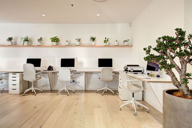 Bright, minimalist office workspace with a long wall-mounted timber desk, several computer workstations, white ergonomic swivel chairs, drawer units, and a printer. A floating timber shelf displays potted plants, while a large sculptural indoor tree in a concrete planter occupies the foreground. The room has white walls, recessed ceiling lights, and pale timber flooring.