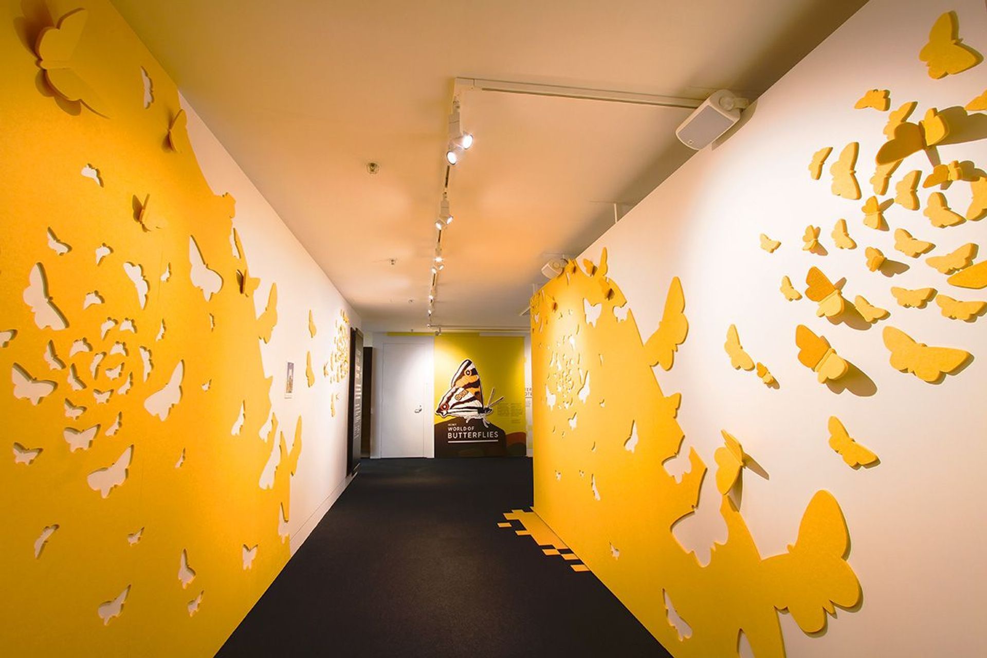 Auckland War Museum - Secret World Of Butterflies