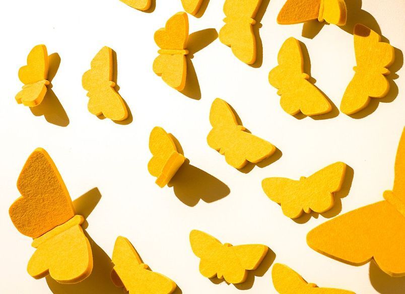 Auckland War Museum - Secret World Of Butterflies