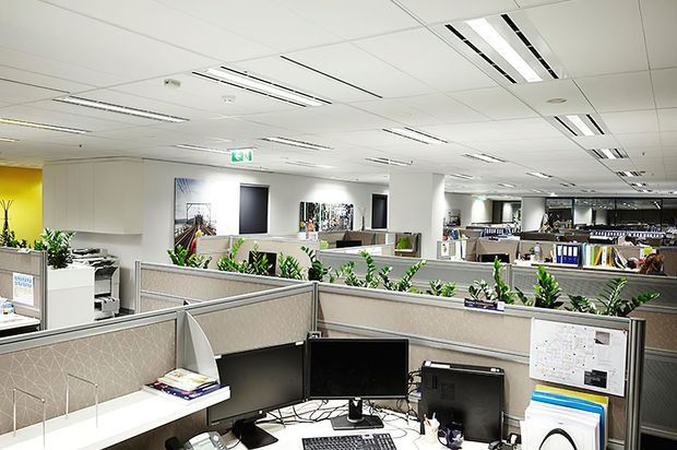 A bright open-plan commercial office with rows of low-partition workstations, computer monitors, filing storage, indoor plants, and overhead fluorescent lighting. The space has a clean, functional workplace fit-out with neutral grey and white finishes, and a yellow feature wall visible at the rear.