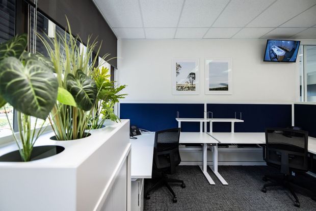 A bright contemporary office workspace with white desks, black mesh office chairs, navy wall panelling, framed artwork, and a wall-mounted screen. Large windows and a substantial built-in white planter with leafy indoor plants define the left side of the room. The space has a suspended grid ceiling and dark carpet flooring.