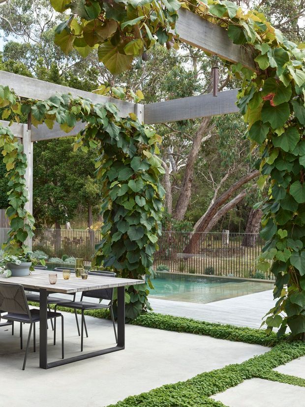 An outdoor dining patio beneath a timber pergola covered in climbing vines, with a contemporary dining table and chairs in the foreground. A swimming pool, pale decking, planted groundcover, and mature trees are visible beyond a metal fence. The scene has a natural, leafy setting and a clean contemporary landscape design.