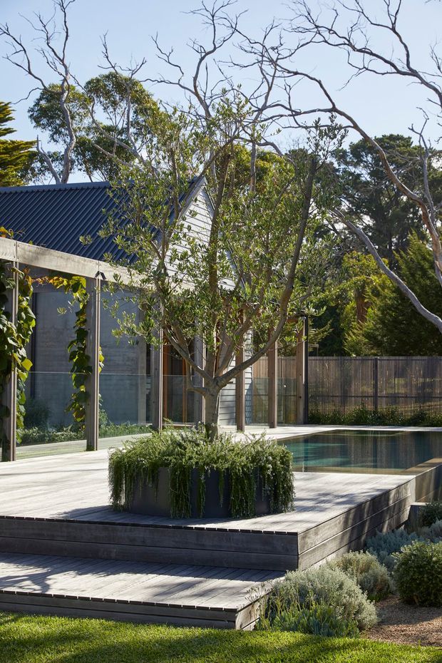 A landscaped residential courtyard with a raised timber-decked pool terrace, rectangular swimming pool, and a large circular planter containing a mature tree and trailing greenery. The garden is enclosed by dark vertical-slatted fencing and framed by a light timber-and-glass pavilion or house extension with a dark corrugated pitched roof. Native-style planting and strong sunlight create a contemporary Australian outdoor setting.
