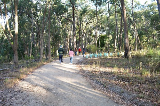 A sunlit unsealed walking path winding through a dense eucalyptus woodland, with several people walking ahead and young protected plantings visible beside the track. The scene is a natural bushland landscape rather than a building or designed architectural space.