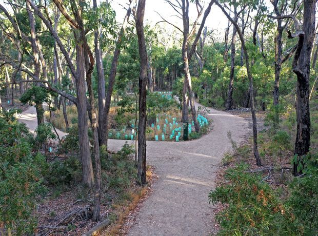 A winding gravel walking path through a dense native eucalyptus woodland, with dry understory vegetation, mature trees, and clusters of turquoise protective tree guards beside the trail.