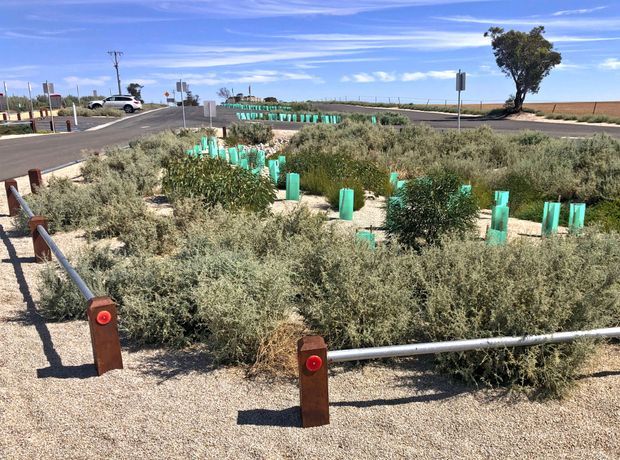 A landscaped roadside traffic island or public open-space planting area, featuring dense low silvery-green shrubs, numerous turquoise protective tree guards around young plantings, pale gravel groundcover, and rustic timber-and-metal bollard barriers. A rural road intersection, signage, utility poles, flat agricultural land, and a bright blue sky are visible in the background.