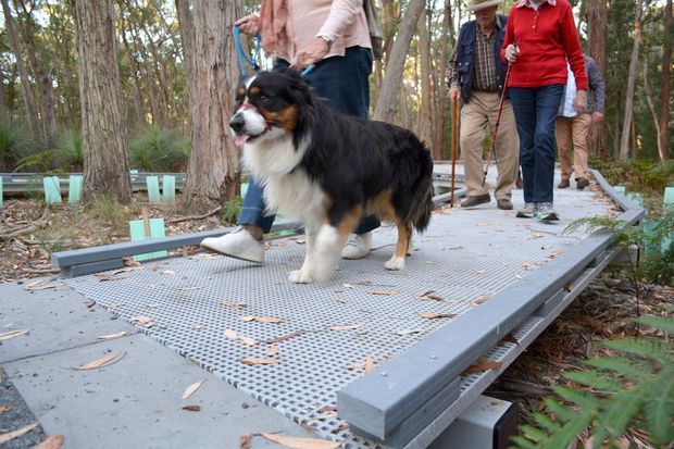 A group of people walking with a dog along a raised, grated metal walkway through a wooded natural setting. The accessible-looking path has grey structural framing and turquoise supports, with eucalyptus-like trees and native vegetation surrounding it.