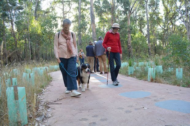 A shared pedestrian path winding through a native woodland, with several walkers and a dog. The path has a smooth reddish surface with blue circular markings, and extensive young plantings protected by turquoise tree guards line both sides.