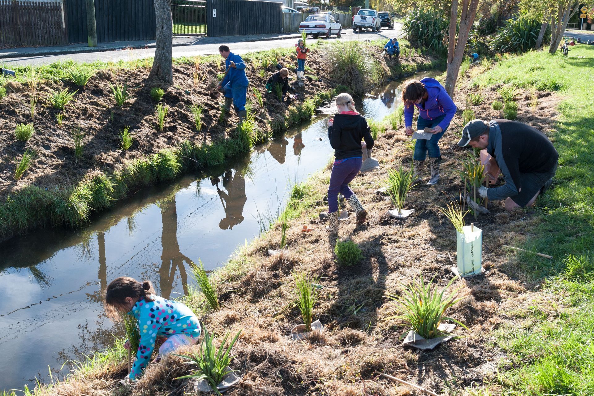 Shirley Stream revegetation