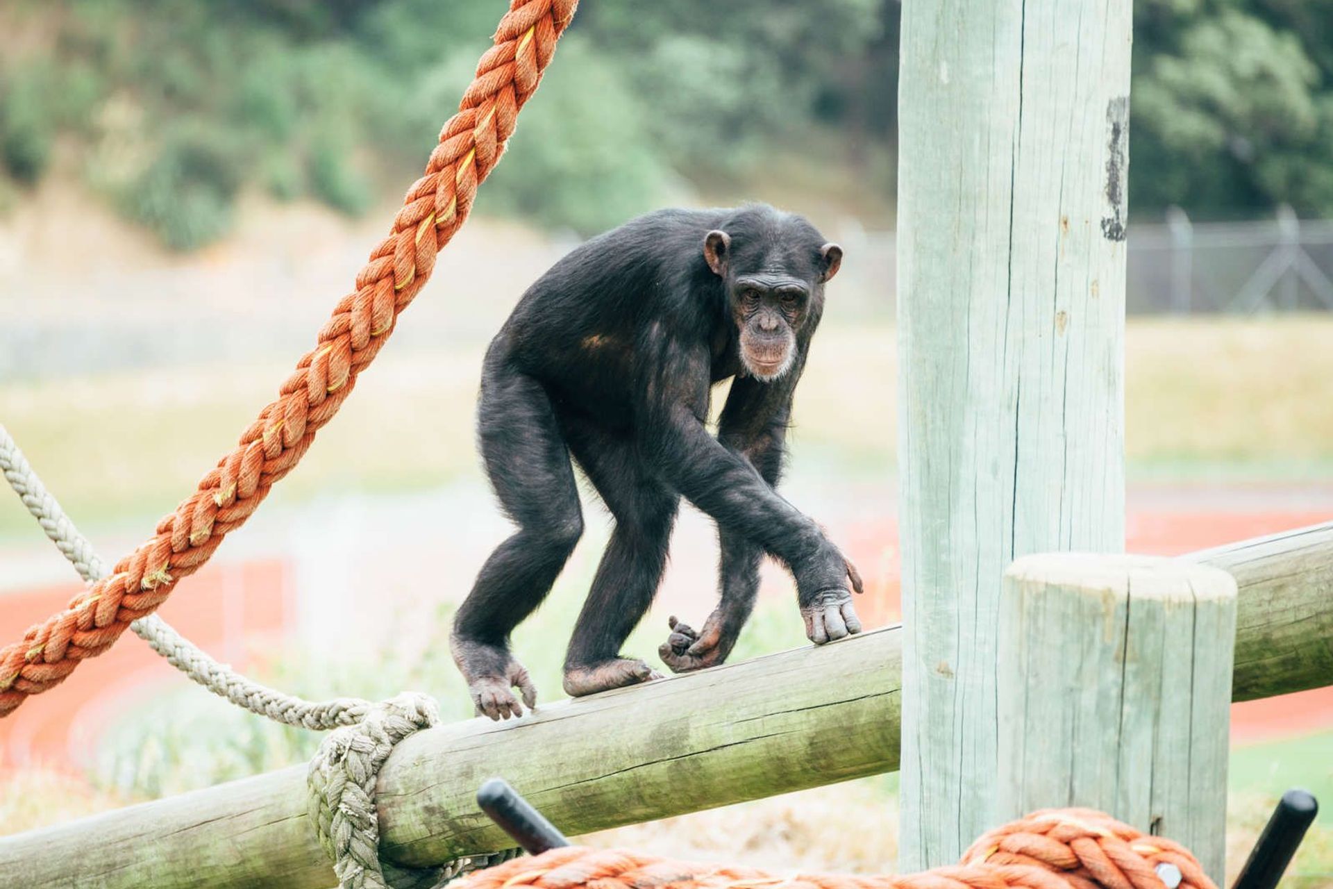 Wellington Zoo Chimps Enclosure