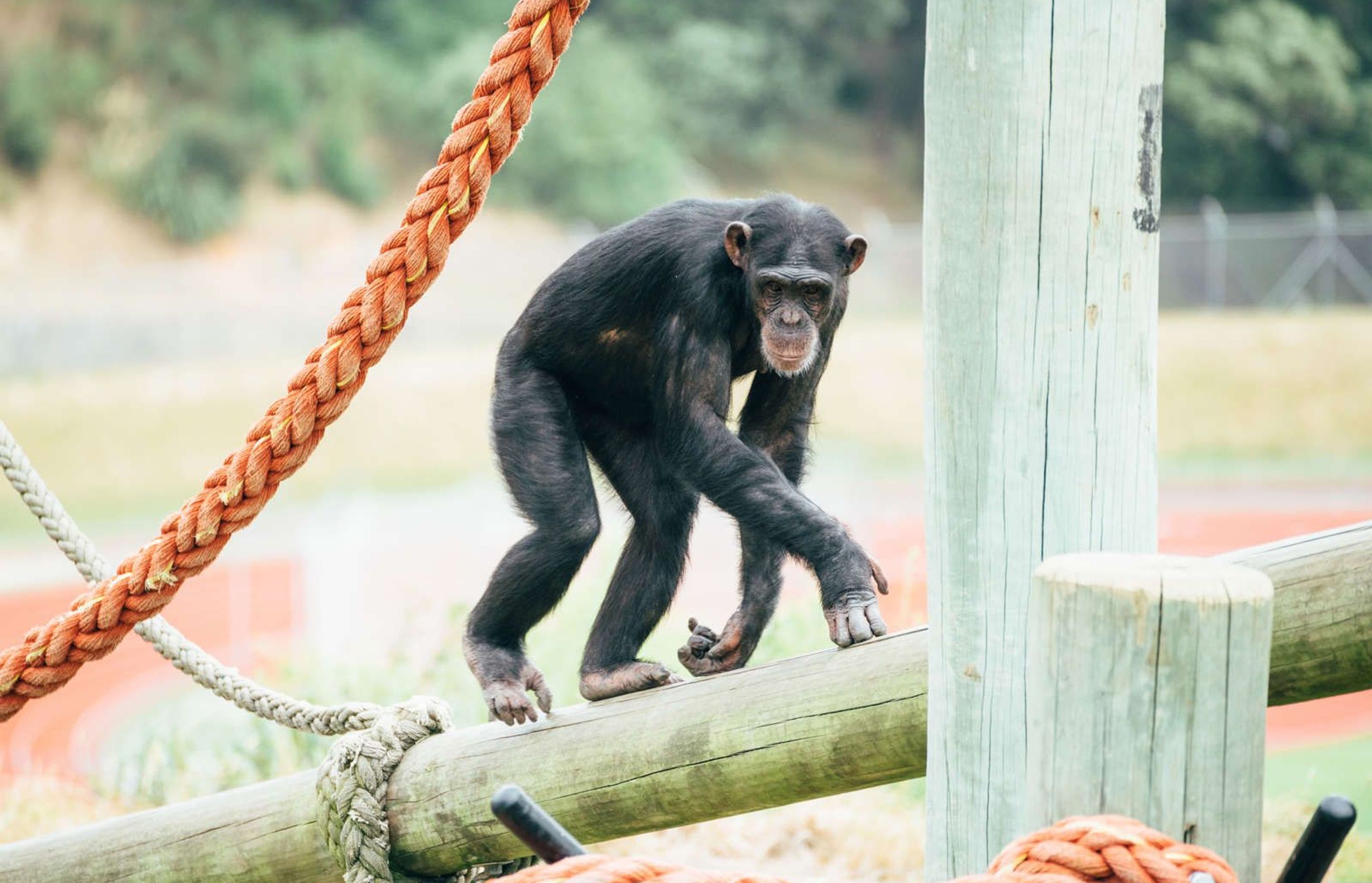 Wellington Zoo Chimps Enclosure