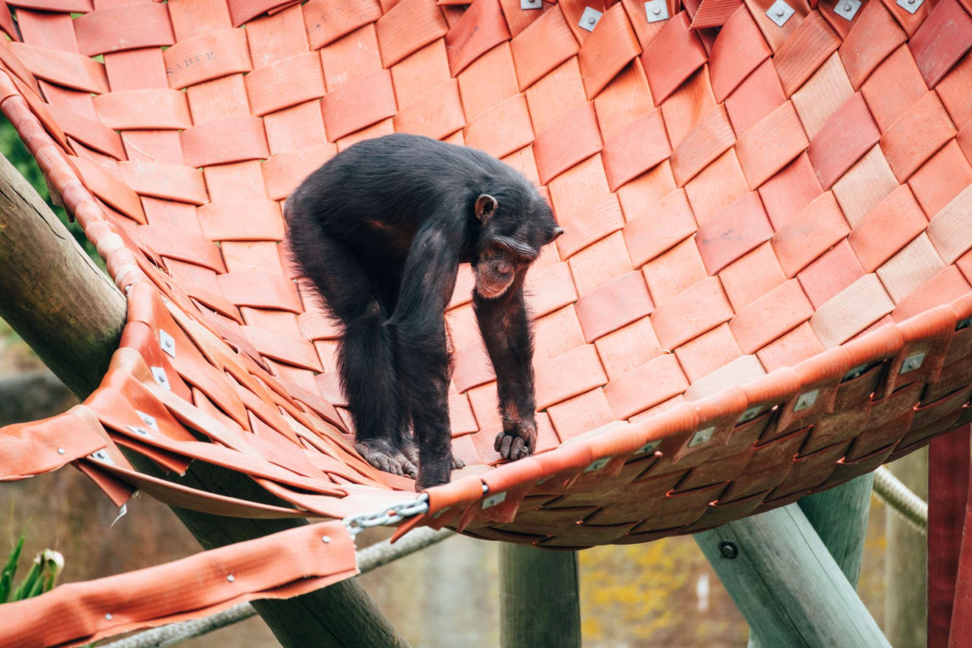 Wellington Zoo Chimps Enclosure