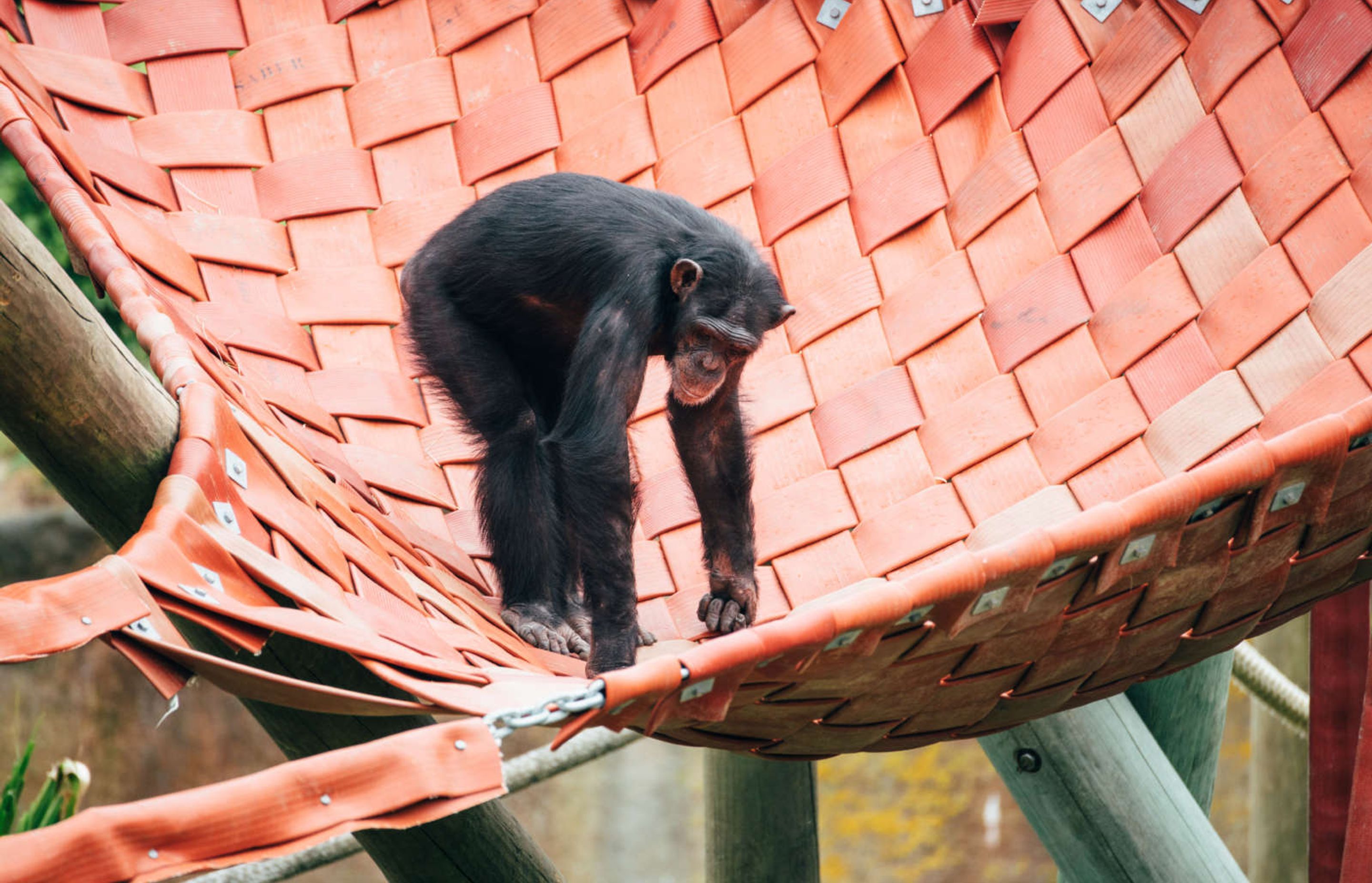 Wellington Zoo Chimps Enclosure