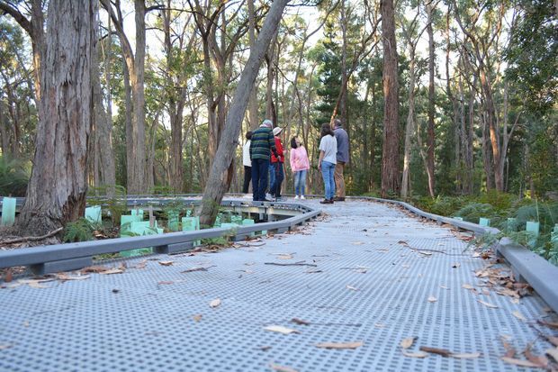 A raised, gently curving pedestrian boardwalk with a perforated metal walking surface and metal edge rails passes through a dense eucalyptus woodland. A small group of people is walking ahead, while young planted vegetation and mature trees surround the elevated pathway.