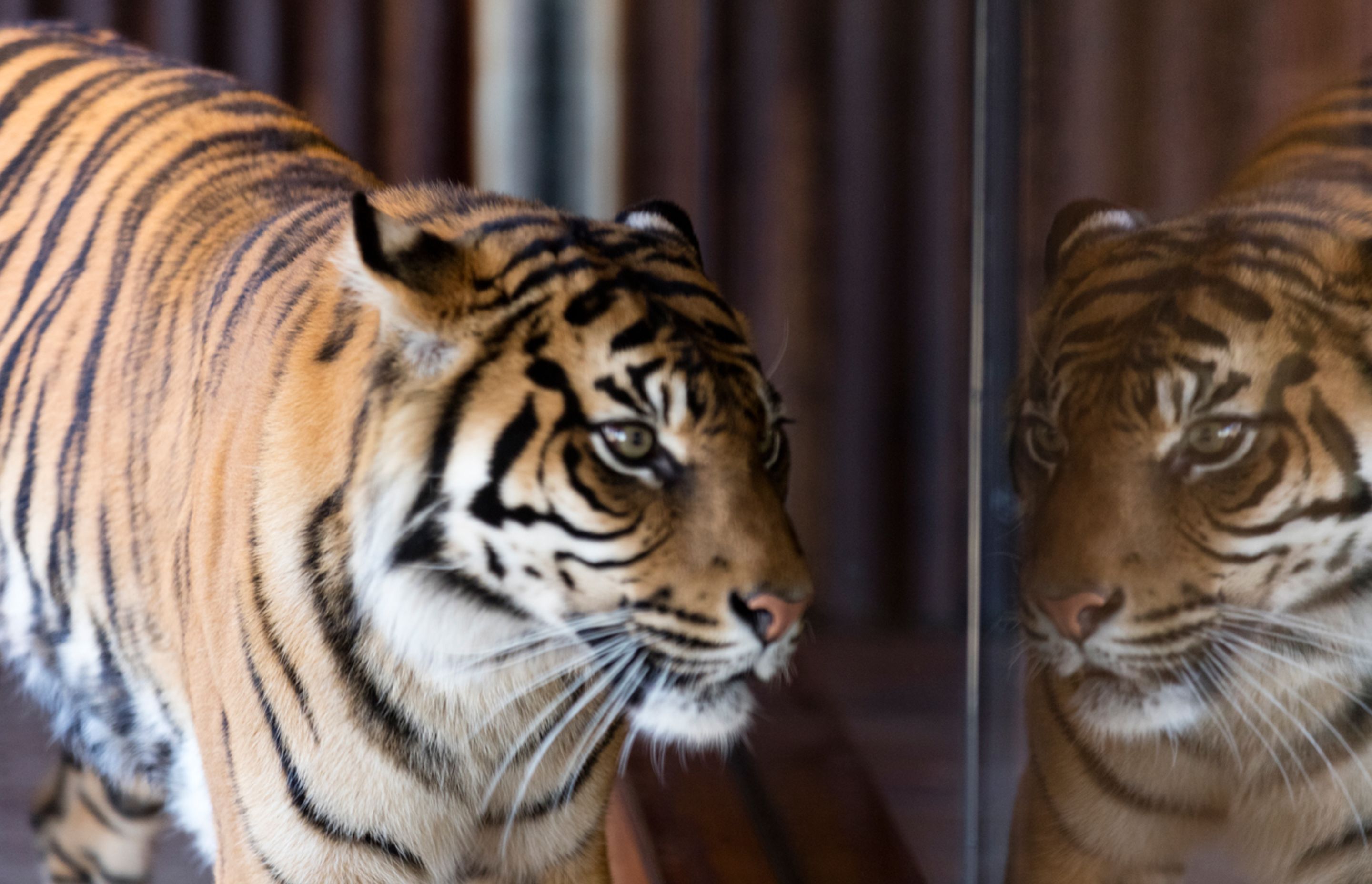 Taronga Zoo | Taronga Sumatran Tiger Trek