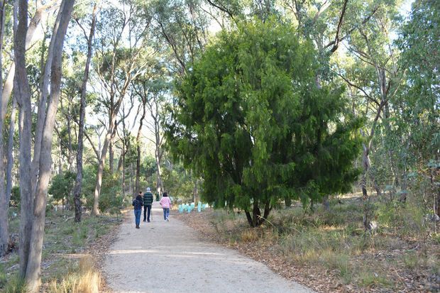 A gently curving pale gravel or compacted-earth walking path through a dry eucalyptus woodland. Tall slender trees, dense green shrubs, leaf litter and native undergrowth line the trail, with a few people walking in the distance. The scene is a natural outdoor landscape rather than a building or designed architectural space.