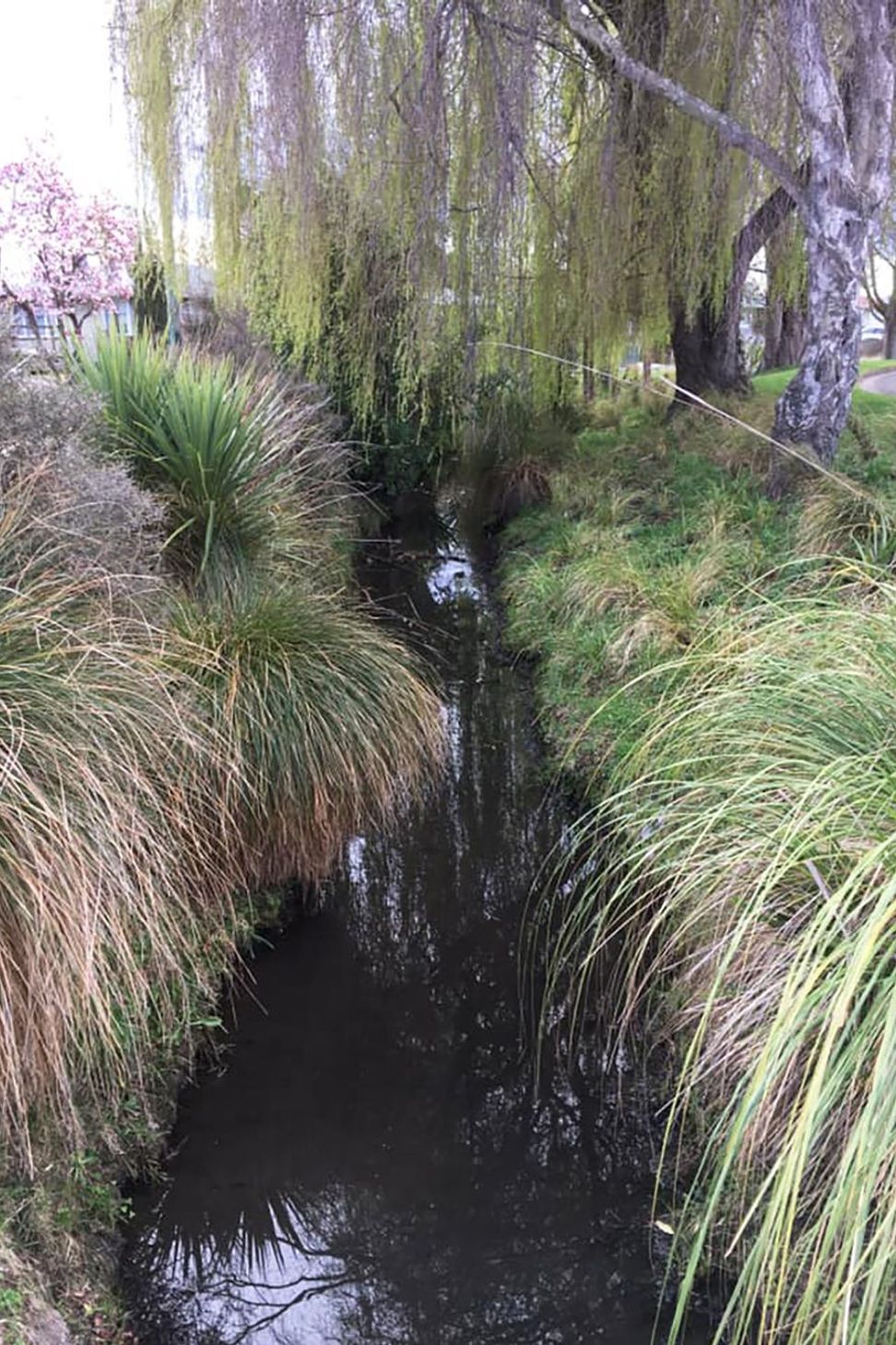 Shirley Stream revegetation